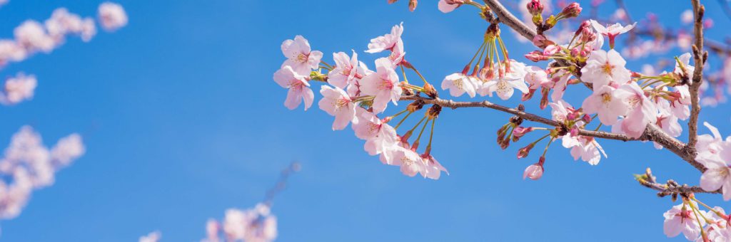 青空を背景に満開の桜の枝。地域の自然・環境保全のイメージ
